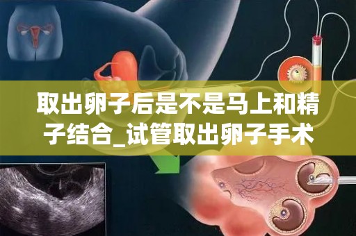 取出卵子后是不是马上和精子结合_试管取出卵子手术结束后几小时会和精子结合!