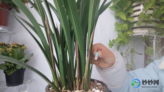 麦冬泡水,麦冬泡水喝一次用几粒王春华