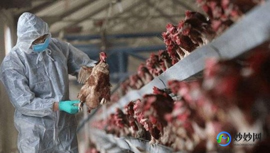 最新禽流感新闻,禽流感h7n9最新消息,禽流感H7N9最新消息,全球防控进展与应...