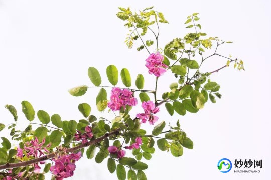 三种人不宜吃槐花,三种人不宜吃槐花