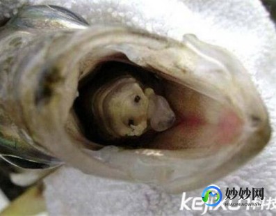 恶心寄生虫,最恶心的人体寄生虫