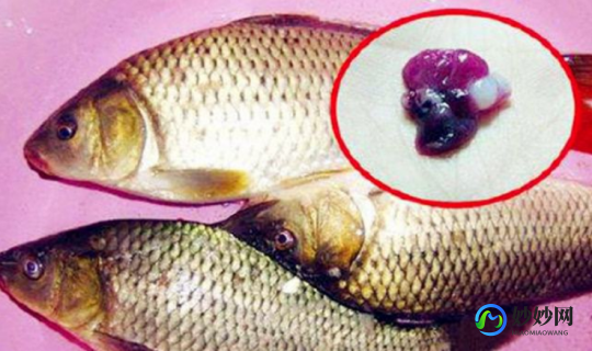 鱼生痰,鱼肉生痰吗谢玉兰