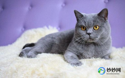 中国十大最受欢迎的宠物猫(中国十大最受欢迎的宠物猫排名)