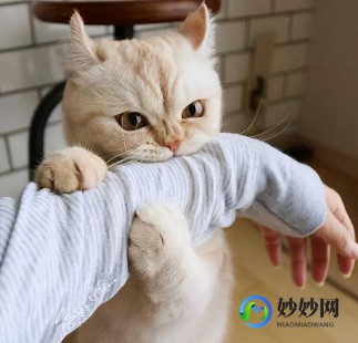 中国十大禁养猫-中国十大禁养猫品种