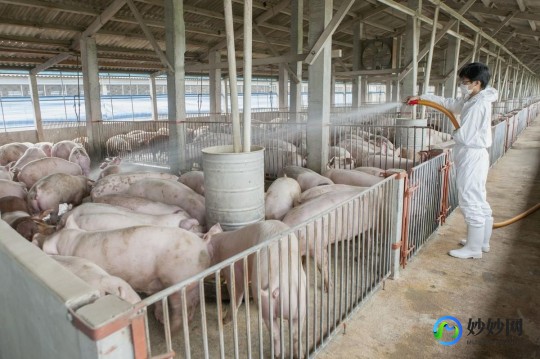 中国十大禁养猫-中国十大禁养猫品种
