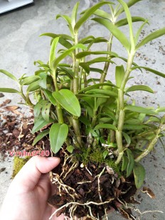 铁皮石斛的作用与功能主治,铁皮石斛的作用与功能主治