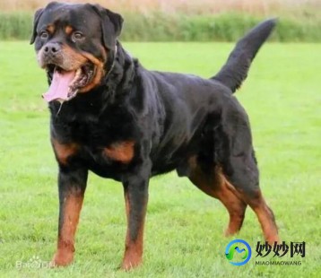 中国十大禁犬中国十大禁犬品种