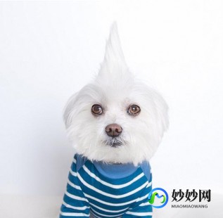 中国能养的霸气的宠物中国能养的霸气的宠物有哪些