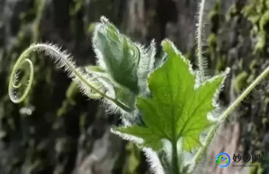 南瓜藤汁,南瓜藤汁的功效与作用