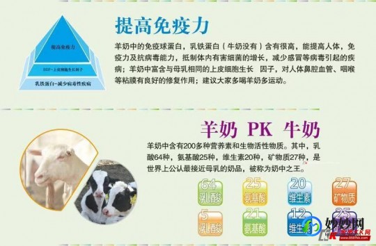 羊奶粉对胃病患者的益处及注意事项全解析