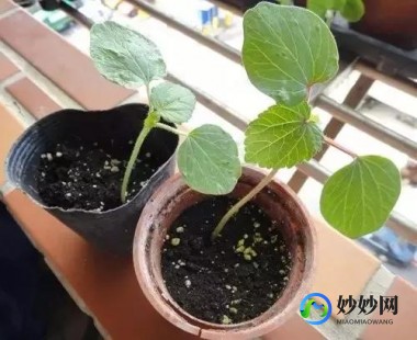 丝瓜和绿巨人蕾丝秋葵的功效,秋葵和丝瓜可以一起吃吗