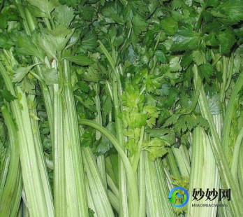芹菜的功效,芹菜的功效与作用
