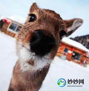 大鱼吃小鱼1中文版,大鱼吃小鱼1中文版手游攻略,成为海洋霸主的秘诀!
