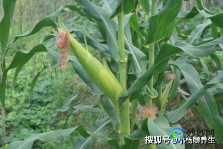 玉米须茶,玉米须茶泡水喝的功效和作用