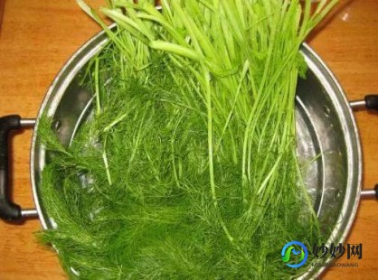 小茴香功效与作用,小茴香的功效与作用