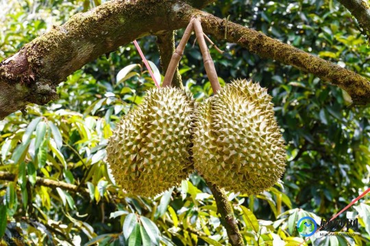 榴莲1天最多吃1瓣,榴莲一天可以吃几瓣