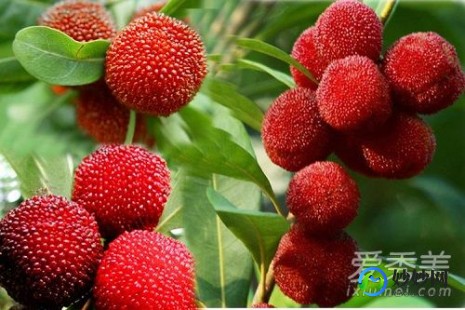 杨梅的功效,杨梅的功效