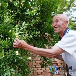 石榴有什么功效和作用,石榴的功效与作用是什么