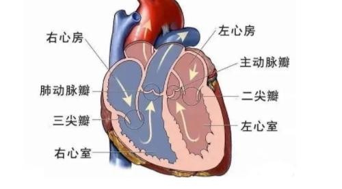 心脏彩超能检查出什么毛病,心脏彩超能检查出什么毛病
