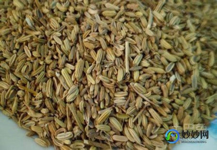 小茴香的功效,小茴香的作用与功效