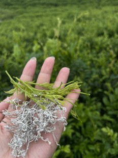 莓茶的功效与作用,莓茶的功效与作用是什么