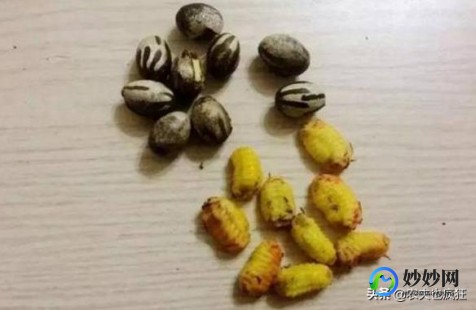洋辣子蛰后处理,被洋辣子蛰了怎么解毒
