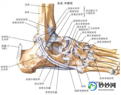 图片,构造图名称
