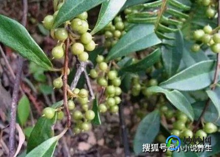 酸藤木,你了解酸藤木吗 它的功效作用有什么
