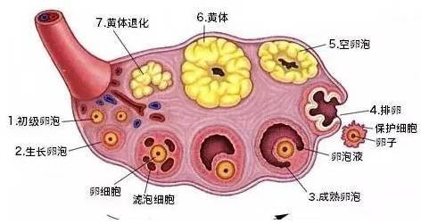 卵泡,卵泡发育四个阶段-卵子生长时间与卵泡发育不好调理办法...