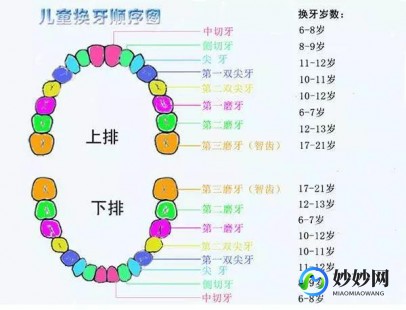 人多少颗牙,人有几颗牙