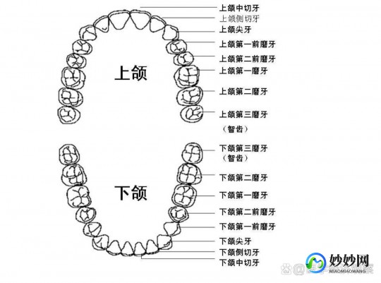 人多少颗牙,人有几颗牙
