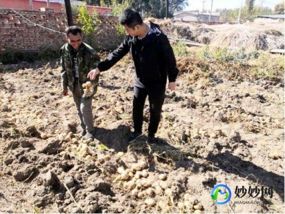 老茄子能吃吗,研究发现-茄子越老越安全