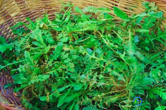 孕妇能吃荠菜吗,孕妇可以吃荠菜吗