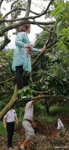 孕妇能吃荔枝么,孕妇能吃荔枝吗