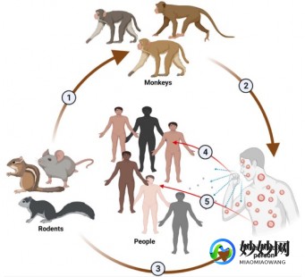 猴痘病毒的传播途径,猴痘的传播途径是什么