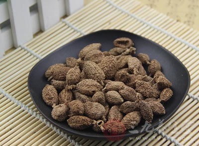 马桑树皮,带你了解马桑树皮的功效作用和药用价值 快来一起看看吧