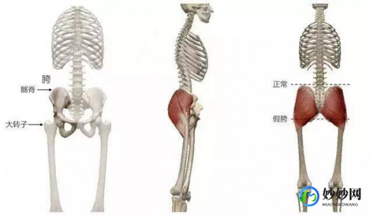胯是哪个部位,髋关节和胯是一个部位吗