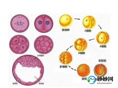 养囊胚的成功率,试管婴儿养囊的成功率如何？
