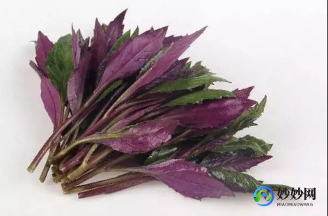 血皮菜孕妇能吃吗,血皮菜孕妇能吃吗