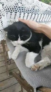 被猫抓出血了要打狂犬疫苗吗,被猫抓出血了要打狂犬疫苗吗