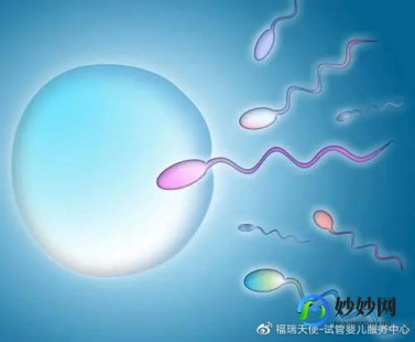重度少精症患者试管婴儿成功之路揭秘育儿梦想如何实现