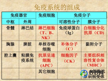 免疫分型,什么是免疫分型
