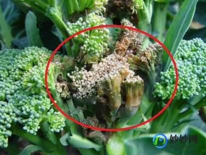 尿酸高能吃菜花吗,尿酸高能吃花菜吗