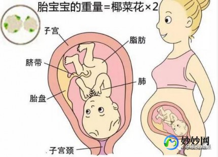 腹围与孕周对照表,1-40周胎儿腹围标准对照表分享,附双顶径、股骨长等指标