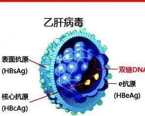乙肝能治好吗,乙肝能治好吗