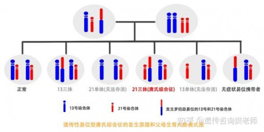 平衡易位携带者,平衡易位和罗伯逊易位区别科普,谁对生育影响大看完明了