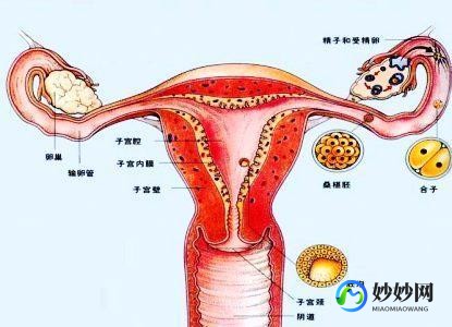 试管婴儿后切除子宫的影响与女性健康风险解析