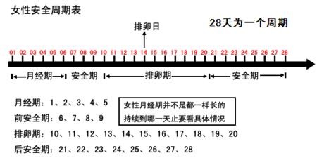 排卵期计算器在线,月经排卵期计算器