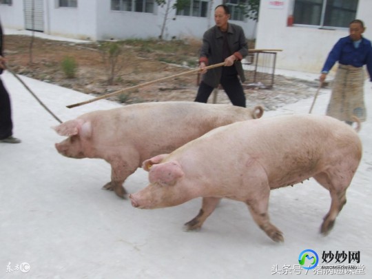 乳间距,乳间距多少正常