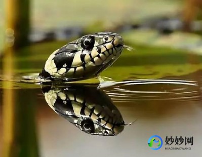 孕妇梦见很多蛇,孕妇做胎梦梦到很多蛇是怎么回事？是快生了吗？